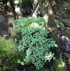 Australina pusilla subsp. muelleri (Small Shade Nettle) at Tidbinbilla Nature Reserve - 2 Jan 2023 by Tapirlord