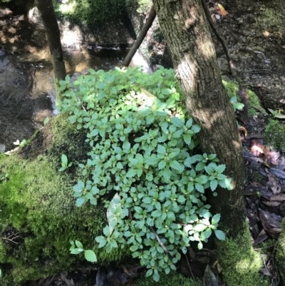 Australina pusilla subsp. muelleri (Small Shade Nettle) at Tidbinbilla Nature Reserve - 2 Jan 2023 by Tapirlord