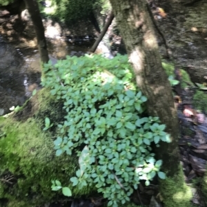 Australina pusilla subsp. muelleri at Paddys River, ACT - 2 Jan 2023