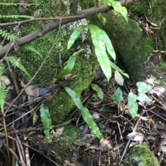 Zealandia pustulata subsp. pustulata (Kangaroo Fern) at Tidbinbilla Nature Reserve - 2 Jan 2023 by Tapirlord