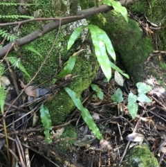 Blechnum patersonii subsp. patersonii (Strap Water Fern) at Paddys River, ACT - 2 Jan 2023 by Tapirlord