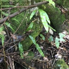 Zealandia pustulata subsp. pustulata at Paddys River, ACT - 2 Jan 2023 11:25 AM