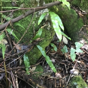 Microsorum pustulatum subsp. pustulatum at Paddys River, ACT - 2 Jan 2023