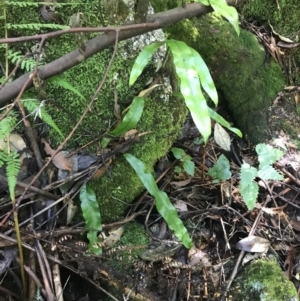 Blechnum patersonii subsp. patersonii at Paddys River, ACT - 2 Jan 2023
