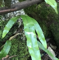 Zealandia pustulata subsp. pustulata at Paddys River, ACT - 2 Jan 2023