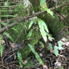 Zealandia pustulata subsp. pustulata at Paddys River, ACT - 2 Jan 2023