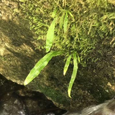 Microsorum pustulatum subsp. pustulatum (Kangaroo Fern) at Paddys River, ACT - 2 Jan 2023 by Tapirlord