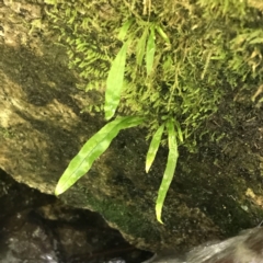 Blechnum patersonii subsp. patersonii (TBC) at Paddys River, ACT - 2 Jan 2023 by Tapirlord