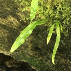 Zealandia pustulata subsp. pustulata at Paddys River, ACT - 2 Jan 2023