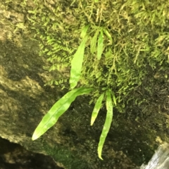 Microsorum pustulatum subsp. pustulatum at Paddys River, ACT - 2 Jan 2023