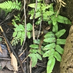 Blechnum wattsii (Hard Water Fern) at Paddys River, ACT - 2 Jan 2023 by Tapirlord