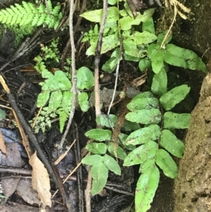 Blechnum wattsii at Paddys River, ACT - 2 Jan 2023