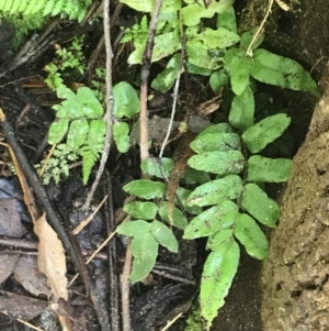 Blechnum wattsii at Paddys River, ACT - 2 Jan 2023