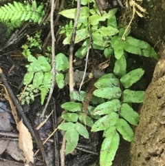 Blechnum wattsii at Paddys River, ACT - 2 Jan 2023