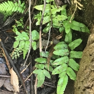 Blechnum wattsii at Paddys River, ACT - 2 Jan 2023