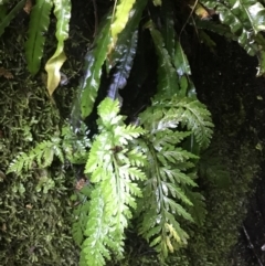 Asplenium gracillimum (Mother Spleenwort) at Tidbinbilla Nature Reserve - 2 Jan 2023 by Tapirlord