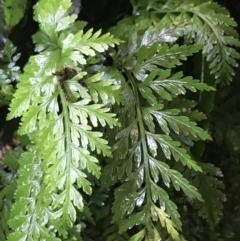 Asplenium gracillimum at Paddys River, ACT - suppressed