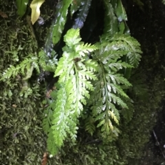 Asplenium gracillimum at Paddys River, ACT - suppressed