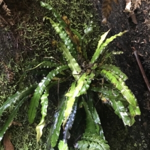 Blechnum patersonii subsp. patersonii at Paddys River, ACT - 2 Jan 2023