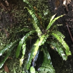 Blechnum patersonii subsp. patersonii at Paddys River, ACT - 2 Jan 2023 11:16 AM