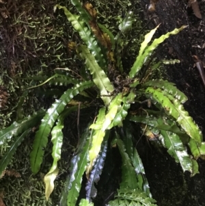 Blechnum patersonii subsp. patersonii at Paddys River, ACT - 2 Jan 2023