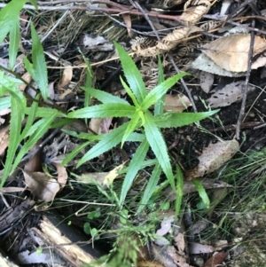 Senecio linearifolius var. denticulatus at Paddys River, ACT - 2 Jan 2023