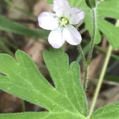 Geranium solanderi var. solanderi (Native Geranium) at Paddys River, ACT - 2 Jan 2023 by Tapirlord