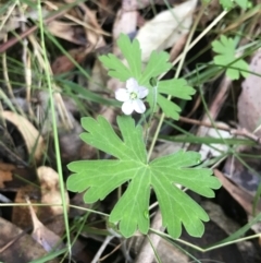 Geranium solanderi var. solanderi at Paddys River, ACT - 2 Jan 2023 11:12 AM