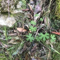 Geranium solanderi var. solanderi at Paddys River, ACT - 2 Jan 2023