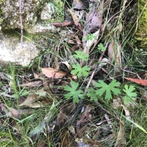 Geranium solanderi var. solanderi at Paddys River, ACT - 2 Jan 2023 11:12 AM