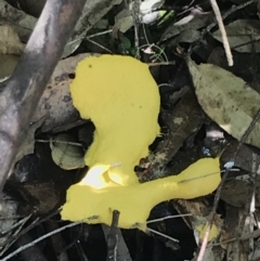 Fuligo septica (Scrambled egg slime) at Paddys River, ACT - 1 Jan 2023 by Tapirlord