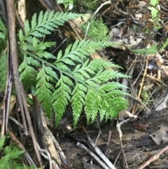 Asplenium gracillimum (Mother Spleenwort) at Tidbinbilla Nature Reserve - 2 Jan 2023 by Tapirlord