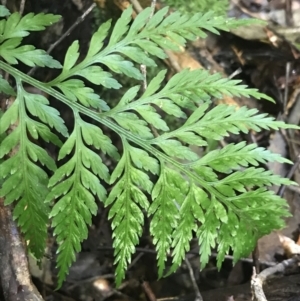 Asplenium gracillimum at Paddys River, ACT - suppressed