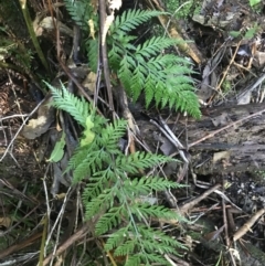 Asplenium gracillimum at Paddys River, ACT - suppressed