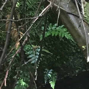 Asplenium gracillimum at Paddys River, ACT - suppressed