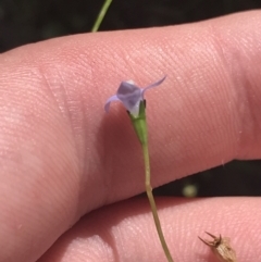 Wahlenbergia gracilis (Australian Bluebell) at Paddys River, ACT - 2 Jan 2023 by Tapirlord