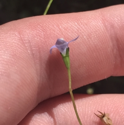 Wahlenbergia gracilis (Australian Bluebell) at Paddys River, ACT - 2 Jan 2023 by Tapirlord