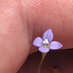 Wahlenbergia gracilis at Paddys River, ACT - 2 Jan 2023