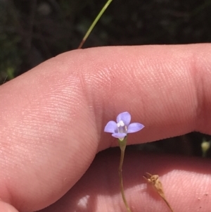 Wahlenbergia gracilis at Paddys River, ACT - 2 Jan 2023 12:06 PM
