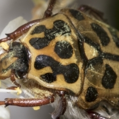 Neorrhina punctata (Spotted flower chafer) at The Pinnacle - 24 Jan 2023 by AlisonMilton