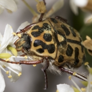 Neorrhina punctatum at Hawker, ACT - 25 Jan 2023