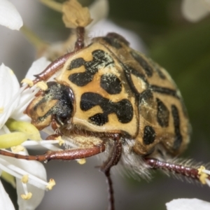 Neorrhina punctatum at Hawker, ACT - 25 Jan 2023