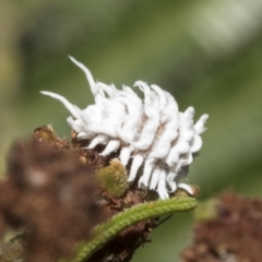 Cryptolaemus montrouzieri (Mealybug ladybird) at Hawker, ACT - 25 Jan 2023 by AlisonMilton