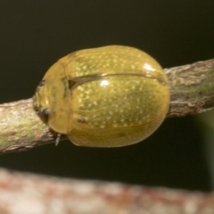 Paropsisterna cloelia (Eucalyptus variegated beetle) at Hawker, ACT - 24 Jan 2023 by AlisonMilton