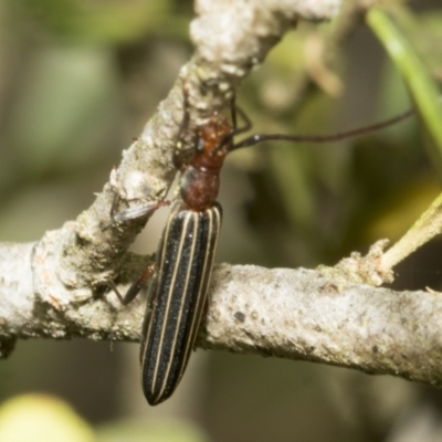 Syllitus rectus (Longhorn beetle) at Hawker, ACT - 25 Jan 2023 by AlisonMilton