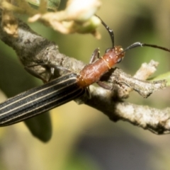 Syllitus rectus at Hawker, ACT - 25 Jan 2023 10:45 AM