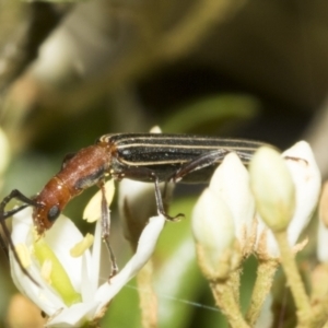 Syllitus rectus at Hawker, ACT - 25 Jan 2023