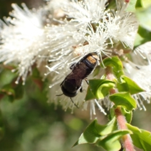 Megachile (Hackeriapis) oblonga at Murrumbateman, NSW - 27 Jan 2023