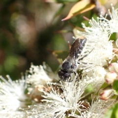 Megachile (Hackeriapis) oblonga at Murrumbateman, NSW - 27 Jan 2023