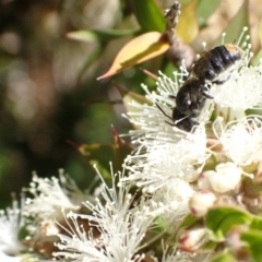 Megachile (Hackeriapis) oblonga at Murrumbateman, NSW - 27 Jan 2023